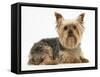 Yorkshire Terrier Against a White Background-Mark Taylor-Framed Stretched Canvas