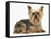 Yorkshire Terrier Against a White Background-Mark Taylor-Framed Stretched Canvas