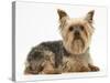 Yorkshire Terrier Against a White Background-Mark Taylor-Stretched Canvas