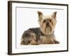 Yorkshire Terrier Against a White Background-Mark Taylor-Framed Photographic Print