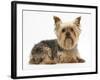 Yorkshire Terrier Against a White Background-Mark Taylor-Framed Photographic Print