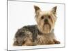 Yorkshire Terrier Against a White Background-Mark Taylor-Mounted Photographic Print