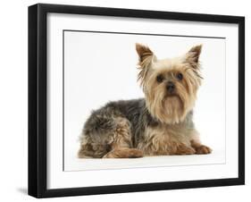 Yorkshire Terrier Against a White Background-Mark Taylor-Framed Photographic Print