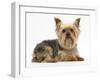 Yorkshire Terrier Against a White Background-Mark Taylor-Framed Photographic Print