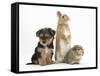 Yorkshire Terrier-Cross Puppy, 8 Weeks, with Guinea Pig and Sandy Netherland Dwarf-Cross Rabbit-Mark Taylor-Framed Stretched Canvas