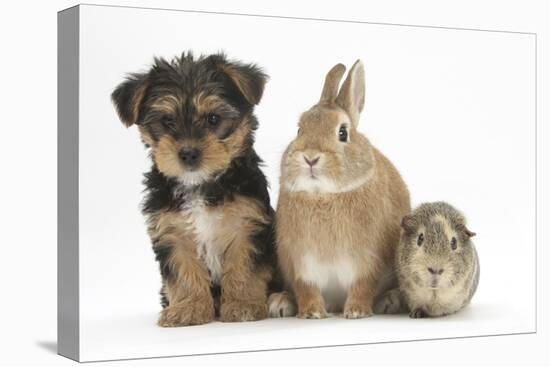 Yorkshire Terrier-Cross Puppy, 8 Weeks, with Guinea Pig and Sandy Netherland Dwarf-Cross Rabbit-Mark Taylor-Stretched Canvas