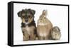 Yorkshire Terrier-Cross Puppy, 8 Weeks, with Guinea Pig and Sandy Netherland Dwarf-Cross Rabbit-Mark Taylor-Framed Stretched Canvas