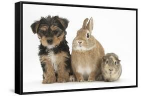 Yorkshire Terrier-Cross Puppy, 8 Weeks, with Guinea Pig and Sandy Netherland Dwarf-Cross Rabbit-Mark Taylor-Framed Stretched Canvas