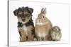 Yorkshire Terrier-Cross Puppy, 8 Weeks, with Guinea Pig and Sandy Netherland Dwarf-Cross Rabbit-Mark Taylor-Stretched Canvas