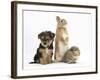 Yorkshire Terrier-Cross Puppy, 8 Weeks, with Guinea Pig and Sandy Netherland Dwarf-Cross Rabbit-Mark Taylor-Framed Photographic Print