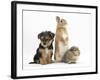 Yorkshire Terrier-Cross Puppy, 8 Weeks, with Guinea Pig and Sandy Netherland Dwarf-Cross Rabbit-Mark Taylor-Framed Photographic Print