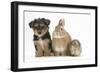 Yorkshire Terrier-Cross Puppy, 8 Weeks, with Guinea Pig and Sandy Netherland Dwarf-Cross Rabbit-Mark Taylor-Framed Photographic Print