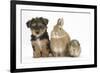 Yorkshire Terrier-Cross Puppy, 8 Weeks, with Guinea Pig and Sandy Netherland Dwarf-Cross Rabbit-Mark Taylor-Framed Photographic Print