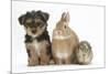 Yorkshire Terrier-Cross Puppy, 8 Weeks, with Guinea Pig and Sandy Netherland Dwarf-Cross Rabbit-Mark Taylor-Mounted Photographic Print