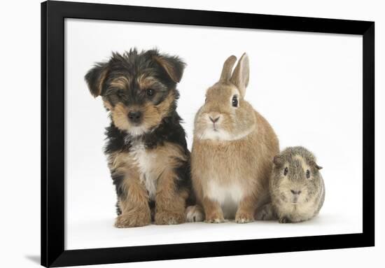 Yorkshire Terrier-Cross Puppy, 8 Weeks, with Guinea Pig and Sandy Netherland Dwarf-Cross Rabbit-Mark Taylor-Framed Photographic Print