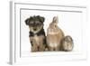 Yorkshire Terrier-Cross Puppy, 8 Weeks, with Guinea Pig and Sandy Netherland Dwarf-Cross Rabbit-Mark Taylor-Framed Photographic Print