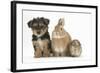 Yorkshire Terrier-Cross Puppy, 8 Weeks, with Guinea Pig and Sandy Netherland Dwarf-Cross Rabbit-Mark Taylor-Framed Photographic Print