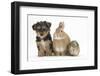 Yorkshire Terrier-Cross Puppy, 8 Weeks, with Guinea Pig and Sandy Netherland Dwarf-Cross Rabbit-Mark Taylor-Framed Photographic Print