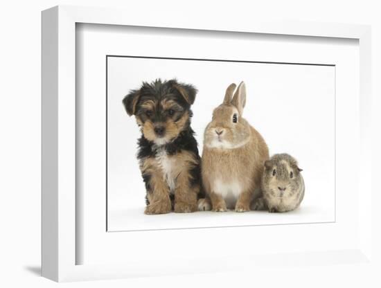 Yorkshire Terrier-Cross Puppy, 8 Weeks, with Guinea Pig and Sandy Netherland Dwarf-Cross Rabbit-Mark Taylor-Framed Photographic Print