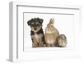 Yorkshire Terrier-Cross Puppy, 8 Weeks, with Guinea Pig and Sandy Netherland Dwarf-Cross Rabbit-Mark Taylor-Framed Photographic Print