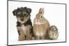 Yorkshire Terrier-Cross Puppy, 8 Weeks, with Guinea Pig and Sandy Netherland Dwarf-Cross Rabbit-Mark Taylor-Mounted Photographic Print