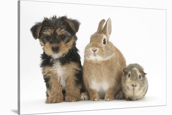 Yorkshire Terrier-Cross Puppy, 8 Weeks, with Guinea Pig and Sandy Netherland Dwarf-Cross Rabbit-Mark Taylor-Stretched Canvas