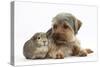 Yorkshire Terrier Dog, 16 Months, and Guinea Pig-Mark Taylor-Stretched Canvas