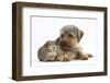 Yorkshire Terrier Dog, 16 Months, and Guinea Pig-Mark Taylor-Framed Photographic Print