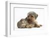 Yorkshire Terrier Dog, 16 Months, and Guinea Pig-Mark Taylor-Framed Photographic Print