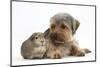 Yorkshire Terrier Dog, 16 Months, and Guinea Pig-Mark Taylor-Mounted Photographic Print