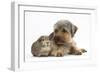 Yorkshire Terrier Dog, 16 Months, and Guinea Pig-Mark Taylor-Framed Photographic Print