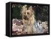 Yorkshire Terrier Dog, Illinois, USA-Lynn M. Stone-Framed Stretched Canvas