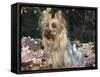 Yorkshire Terrier Dog, Illinois, USA-Lynn M. Stone-Framed Stretched Canvas