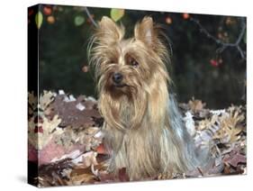 Yorkshire Terrier Dog, Illinois, USA-Lynn M. Stone-Stretched Canvas