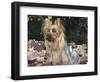 Yorkshire Terrier Dog, Illinois, USA-Lynn M. Stone-Framed Premium Photographic Print