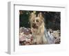 Yorkshire Terrier Dog, Illinois, USA-Lynn M. Stone-Framed Premium Photographic Print