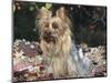 Yorkshire Terrier Dog, Illinois, USA-Lynn M. Stone-Mounted Premium Photographic Print