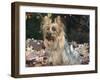 Yorkshire Terrier Dog, Illinois, USA-Lynn M. Stone-Framed Photographic Print