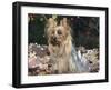 Yorkshire Terrier Dog, Illinois, USA-Lynn M. Stone-Framed Photographic Print