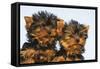 Yorkshire Terrier Dog Puppy-null-Framed Stretched Canvas