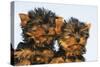 Yorkshire Terrier Dog Puppy-null-Stretched Canvas