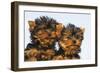 Yorkshire Terrier Dog Puppy-null-Framed Photographic Print