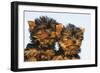 Yorkshire Terrier Dog Puppy-null-Framed Photographic Print