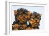 Yorkshire Terrier Dog Puppy-null-Framed Photographic Print