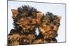 Yorkshire Terrier Dog Puppy-null-Mounted Photographic Print