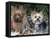 Yorkshire Terrier Dogs, One Clipped, Illinois, USA-Lynn M. Stone-Framed Stretched Canvas