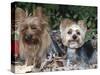 Yorkshire Terrier Dogs, One Clipped, Illinois, USA-Lynn M. Stone-Stretched Canvas