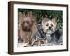 Yorkshire Terrier Dogs, One Clipped, Illinois, USA-Lynn M. Stone-Framed Photographic Print