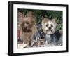 Yorkshire Terrier Dogs, One Clipped, Illinois, USA-Lynn M. Stone-Framed Photographic Print