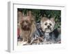 Yorkshire Terrier Dogs, One Clipped, Illinois, USA-Lynn M. Stone-Framed Photographic Print